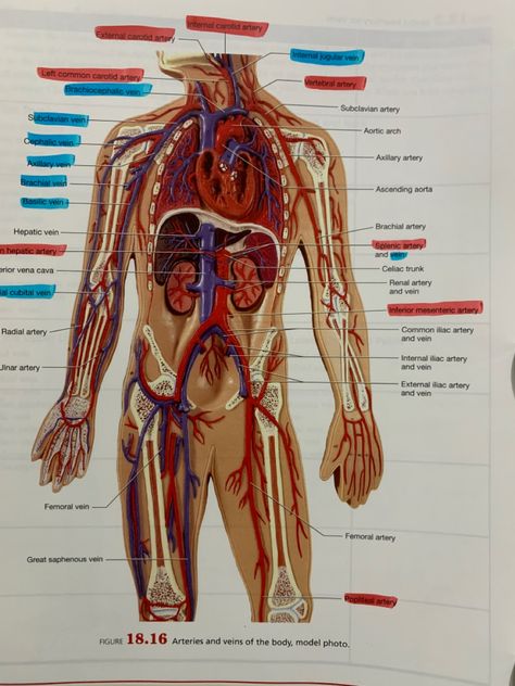 Veins and Arteries Essential Oils For Pregnancy, Health Trends, Medical School Studying, Preventative Health, Organic Health, Cardiovascular Disease, Nerve Pain, Medical School, Natural Remedies