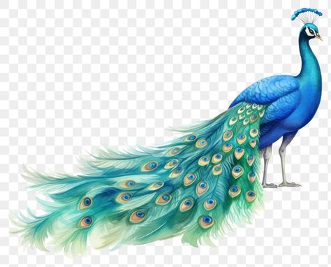 Peacock Png, Feather Png, Peacock Tail, Engraving Art, Animal Cartoon, Design Lab, Peacock Feather, Paper Background, Cartoon Animals