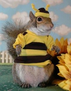 sugarbush squirrel | Sugar Bush Squirrel - International Superstar - Supermodel & Military ... Squirrel Pics, Fish Tanks Ideas, Funny Squirrel Pictures, Squirrel Costume, Sugar Bush, Squirrel Pictures, Squirrel Art, Squirrel Funny, Secret Squirrel