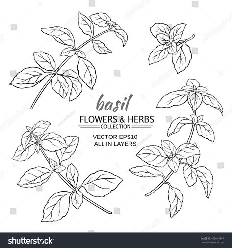 Basil Line Drawing, Basil Drawing Simple, Basil Plant Drawing, Basil Leaf Drawing, Basil Tattoo Simple, Basil Plant Tattoo, Basil Leaf Tattoo, Basil Tattoo, Basil Drawing