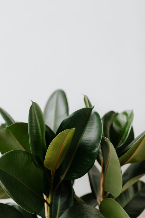 ficus-elastica-robusta Ficus Plant, Ficus Elastica, Plant Photography, Plant Wallpaper, Wallpaper Nature Flowers, Plant Aesthetic, Graphic Wallpaper, Minimalist Wallpaper, Green Life