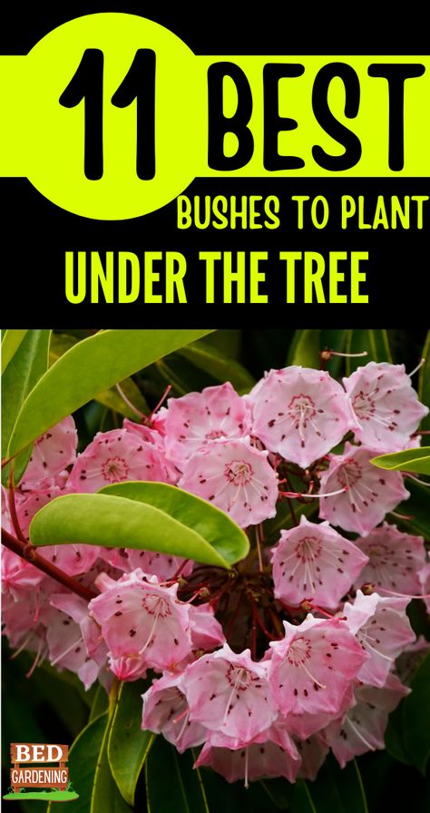 There are a lot of bushy plants, herbs, and flowers that can be planted under the trees where they do well. Here we are going to discuss 11 of them, which are important as well as easy to plant, grow and take care of. Bushy Plants For Garden, Bushy Plants, Plants Under Trees, Tree Bed, Plants For Garden, Flower Gardening, Growing Herbs, Garden Beds, Craft Stores