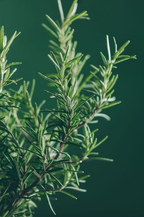 Fresh rosemary from my garden Rosemary Plant Aesthetic, Herb Aesthetic, Rosemary Photography, Rosemary Aesthetic, Herbs Photography, How To Grow Rosemary, Rosemary Plants, Rosemary Garden, Rosemary Tree