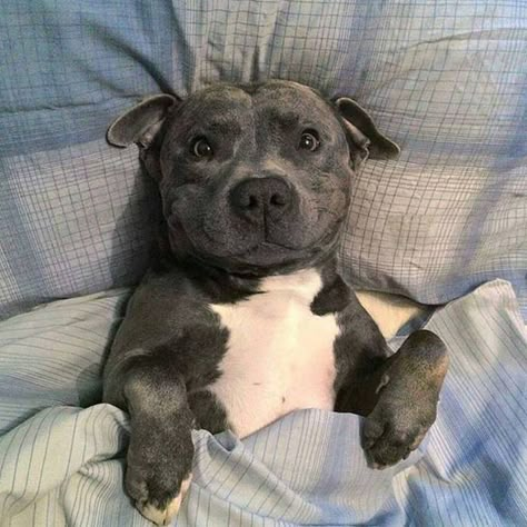 Cute Pitbulls, Really Cute Dogs, Cute Animals Images, Pitbull Puppies, Cute Dogs And Puppies, Cute Animal Photos, Cute Animal Pictures, Cute Creatures