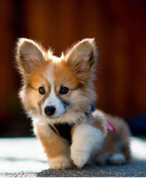 Cute Corgi Puppy, Corgi Puppies, Welsh Corgi Puppies, Puppies And Kitties, Cute Dog Pictures, Baby Animals Pictures, Corgi Puppy, Cute Corgi