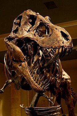 Dinosaur Discovery Museum - Wikipedia Skeleton Taxidermy, Dino Skull, Skull Reference, Real Dinosaur, Discovery Museum, Prehistoric Wildlife, Fossil Bones, Dinosaur Pictures, Dinosaur Skeleton