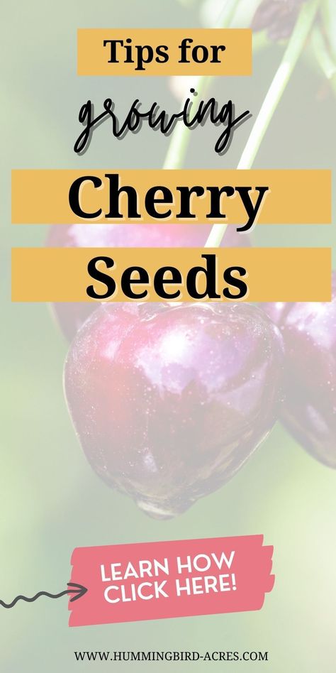 Growing Cherries, Cherry Tree From Seed, Seed Gardening, Growing Cherry Trees, How To Grow Cherries, Cherry Seeds, Homesteading For Beginners, Cherry Picking, Small Backyard Gardens