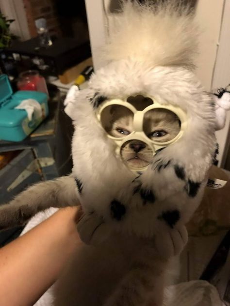 49 Pics so Random it Makes No Damn Sense - Funny Gallery Book Motivation, Long Furby, Creatures Of Comfort, Custom Eyes, Funny Costumes, Funny Animal Memes, Funny Laugh, Beautiful Creatures, A Cat