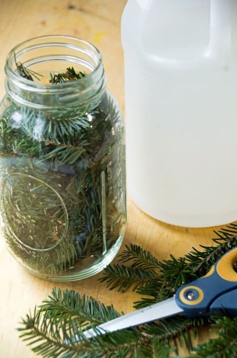 Pine Vinegar Homemade Kitchen Cleaner Homemade Kitchen Cleaner, Vinegar For Cleaning, Scented Vinegar, Vinegar Cleaner, Cleaning Painted Walls, Cleaner Recipes, Vinegar Cleaning, Deep Cleaning Tips, Kitchen Cleaner