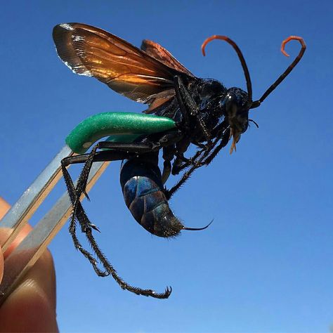 TARANTULA HAWK WASP OMG STAY AWAY NO NOPE IM NOT ABOUT THAT LIFE Wasp Photography, Wasp Aesthetic, Japanese Giant Hornet, Tarantula Hawk Wasp, Wasp Tattoo, Scary Bugs, Tarantula Hawk, Creepy Animals, Bees And Wasps