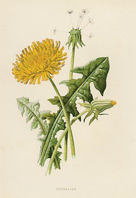 A dandelion botanical print. Because although they are often perceived as weeds, their flowers are beautiful, their roots bring health and vitality, and luck and good wishes! Dandelion Drawing, Dandelion Plant, Dandelion Art, Dandelion Tattoo, A Dandelion, Dandelion Flower, Floral Retro, Wow Art, Botanical Drawings