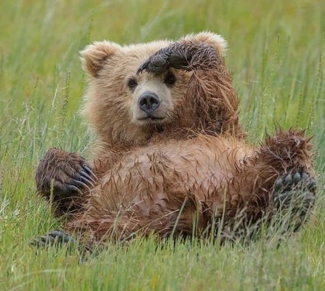 Grizzly Bear Bear Pfp, Bear Photos, Animal Magic, Bear Pictures, Cutest Animals, Bear Art, Bear Cubs, Animal Totems, Grizzly Bear