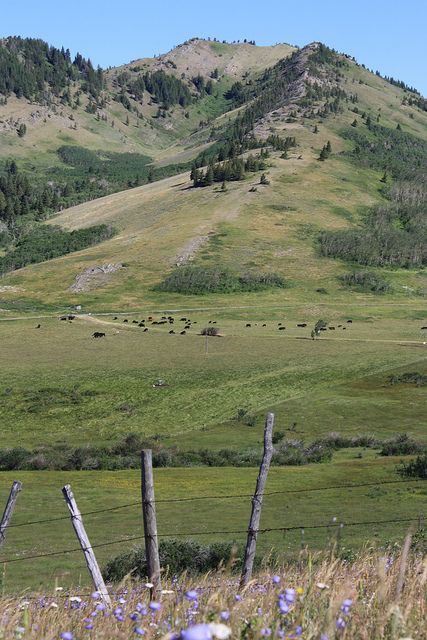 Southern Alberta Foothills Alberta Ranch, Horseback Camping, Alberta Prairie, Alberta Landscape, Albert Canada, Chestnut Springs, Elsie Silver, Southern Alberta, Legends Of The Fall