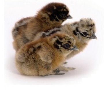 Bantam Identification – Meyer Hatchery Bantam Chicks Identification, Silkie Chickens Colors, Bantam Breeds, Silkie Hen, Silkie Bantam, Brahma Chicken, Chicken Roost, Chicken Coloring, Bantam Chickens