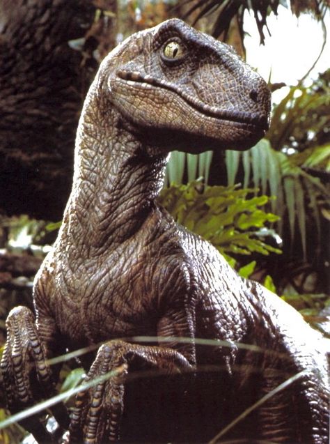 Velociraptor Jurassic Park, Jurassic Park Raptor, Jurassic Park 1993, Jurrasic Park, Michael Crichton, Jurassic World Dinosaurs, Image Film, Extinct Animals, Jurassic Park World