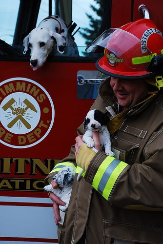 Awwww | Shared by LION Firefighter Boyfriend, Animal Photoshoot, Firefighter Pictures, Dalmatian Puppy, Human Kindness, Puppy Names, Horses And Dogs, Service Dogs, Dalmatian