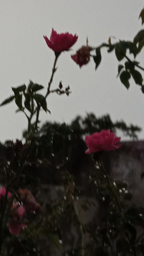 Roses In The Rain Aesthetic, Flower Rain Aesthetic, Rain Flowers Aesthetic, Roses In The Rain, Playlist Photos, Flower Aesthetics, Rose Pic, Pink Rain, Car Poses