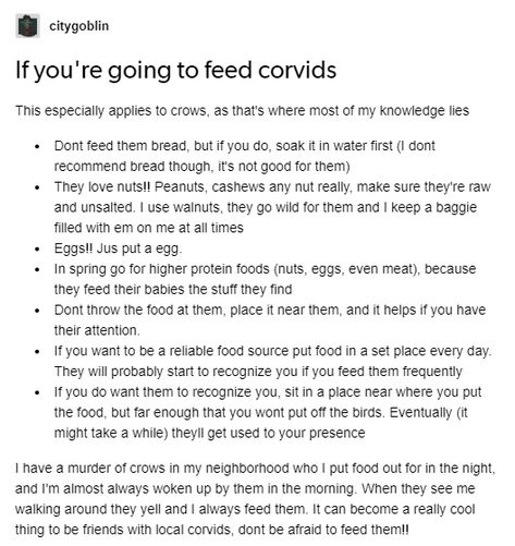 Crows In Witchcraft, Corvids Aesthetic, What To Feed Crows, How To Befriend Crows, How To Attract Crows, How To Befriend A Crow, Befriend Crows, Befriending Crows, Feeding Crows