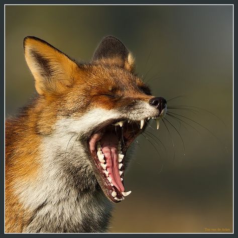 fox teeth!!  www.mydentaltouri... Fox Teeth, Fox Drawing Sketches, Fox Anatomy, Fox Bones, October Art, Fox Drawing, Woodland Critters, Pet Fox, Ap Art