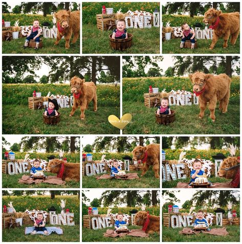 Highland Cow Cake Smash sessions | Fort Worth, Texas photographer | Dawn Lopez Photography | Dawn Lopez Photography Cow Themed Photo Shoot, Hyland Cow Smash Cake, Highland Cow Mini Session, Cow Theme Cake Smash Photoshoot, Cow Cake Smash, Cow Cake Smash Photography, Highland Cow Cake, Cow Cake, Cow Cakes