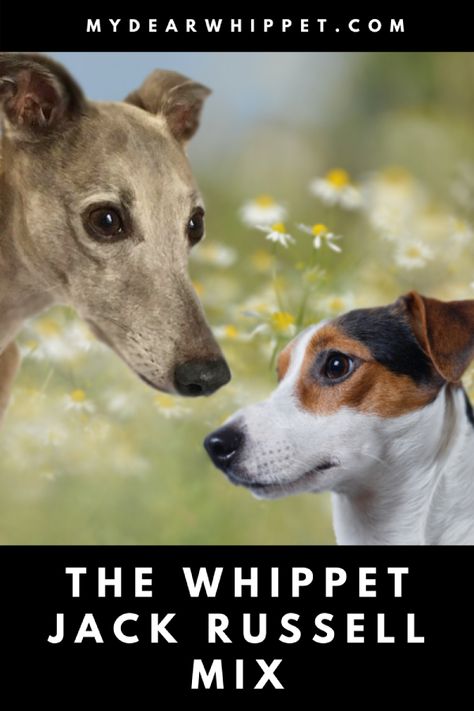 Like the Whippet, the Jack Russell Terrier has its origins in my home country, England. They too were bred to lend a helping hand and work for their keep. The Jack Russell is an intelligent, feisty and fearless dog breed much loved by many. By contrast the Whippet temperament can be a little more reserved. In this post I take a detailed look at the Whippet Jack Russel mix to explain what you might expect from this cross breed dog. Whippet Terrier Cross, Whippet Mix, Jack Russell Mix, Dog Crossbreeds, Rat Terrier Mix, Whippet Dog, Dog Facts, Rat Terriers, Terrier Mix