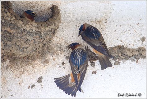 Cliff Swallow (30608-2428) | Earl Reinink | Flickr Cliff Swallow, Birds, Ceramics