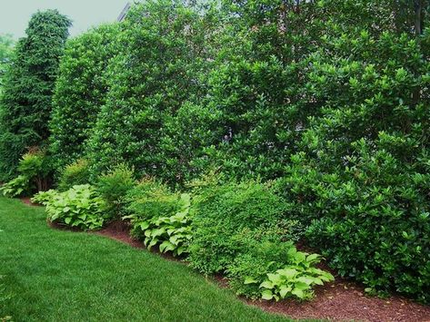 Nellie Stevens Holly, Living Willow Fence, Green Building Concept, Entrance Landscape, Japanese Yew, Windbreak Trees, Living Fences, Shrub Border, Fence Trees