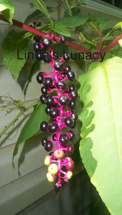 poke berry Pokeberry Uses, Poke Berry, Easter Giveaway, Kitchen Gardens, Herbal Plants, Health Ideas, Alternative Healing, Plant List, On The Farm