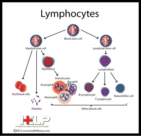 Lymphocytes Lymphocytes Immune System, Basic Anatomy, College Student Hacks, Basic Anatomy And Physiology, Medical School Studying, Student Hacks, Forensic Science, White Blood Cells, Cardiovascular System