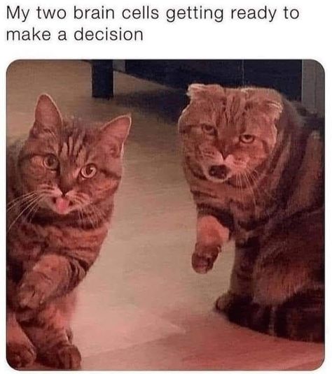 Funny Cat Meme, Relatable Funny, Cheezburger Cat, Childhood Stories, Grumpy Cat Humor, Brain Cells, Make A Decision, Cat Meme, Parenting Fail