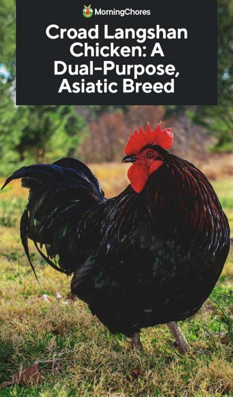 Croad Langshan Chicken: A Dual-Purpose, Asiatic Breed Langshan Chicken, Chicken Bucket, Raising Chicken, Colored Eggs, Home Decor Diy Crafts, Raising Goats, Laying Hens, Egg Production, Small Chicken