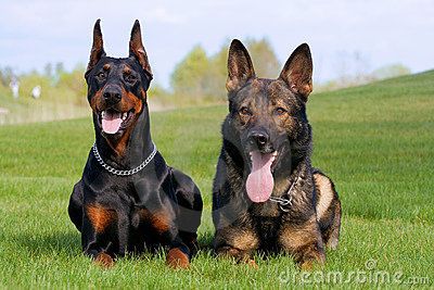 Doberman Pinscher, German Shepherd; best friends Doberman And German Shepherd, German Shepherd Doberman, Doberman Breed, Doberman Shepherd, Doberman Mix, Black Doberman, Pure Breed Dogs, German Shepherd Breeds, Doberman Love