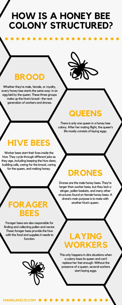 Every single member of the hive has a role to play in order to feed, raise, and protect the rest of the family! Read our blog to find out more about how a honey bee colony is structured. Bee Humor, Honey Bee Facts, Honey Bees Keeping, Bee Feeder, Bees And Honey, Bee Themed Classroom, Backyard Bee, Bee Friendly Garden, Bee Printables