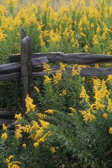 Goldenrod, pretty Goldenrod Aesthetic, Harvesting Goldenrod, Goldenrod Painting, Goldenrod Illustration, Showy Goldenrod, Goldenrod Flower, Golden Meadow, The World Tarot, Vintage Seed Packets