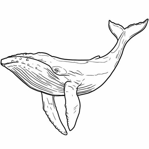 Drawing Whale, Whale Outline, Whale Sketch, Whale Coloring Pages, Whale Drawing, Whale Tattoos, Whale Art, Semi Permanent Tattoo, Arte Sketchbook