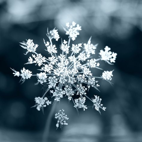 snow crystal flower Ice Flower Aesthetic, Snow On Flowers, Sagebrush Aesthetic, Snow Flower Aesthetic, Cryo Aesthetic, Winter Flowers Aesthetic, Snowflake Aesthetic, Flowers In Snow, Winter Snow Aesthetic