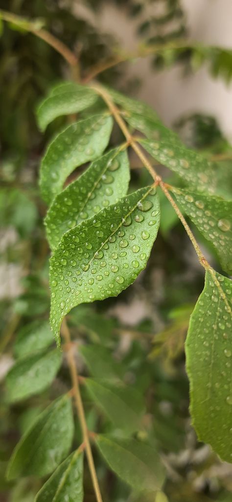 Rain drops on leafs 🍃 Water Drop On Leaf, Mango Leaf, Spring Weather, Water Drop, Rain Drops, Water Drops, Plant Leaves, Desi, Mango