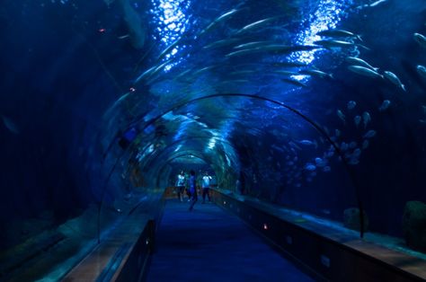 20 of the world's most amazing aquariums - Matador Network Amazing Aquariums, Valencia City, Mangrove Swamp, Georgia Aquarium, Underwater City, Save Our Oceans, Fish Aquarium, Seville Spain, Exotic Fish