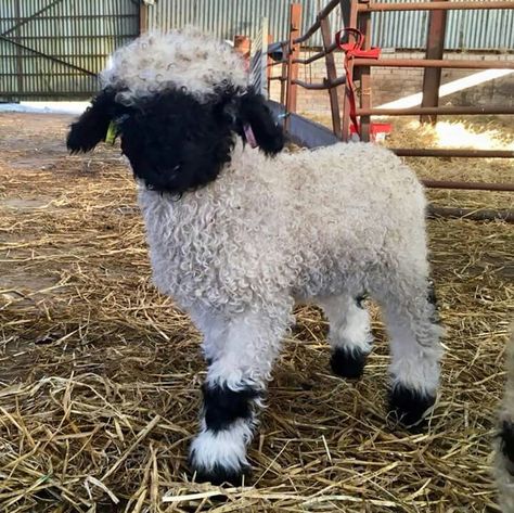 Black Nose Sheep, Black Faced Sheep, Blacknose Sheep, Valais Blacknose, Valais Blacknose Sheep, Himalayan Kitten, Primitive Sheep, Goats And Sheep, Mini Cows