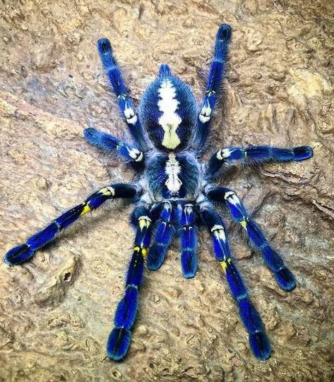 Aesthetic Tarantula, Peacock Tarantula, Tarantula Room, Rare Spiders, Cool Spiders, Pretty Spiders, Unique Spiders, Colorful Spiders, Poecilotheria Metallica