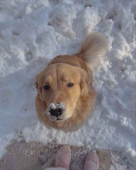 Golden Retriever Therian, Hibernation Era, Golden Retriever Winter, White Golden Retriever Aesthetic, Golden Retriever Snow, Golden Retriever Puppy Christmas, Snow Puppy, Golden Retriever In Snow, Dogs In Snow Aesthetic