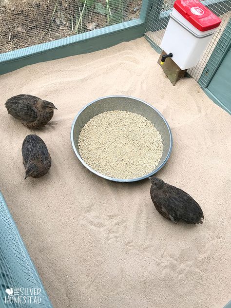 Coturnix Quail - Silver Homestead Quail Pen Diy, Quail Cage Setup, Quail Coop Ideas Diy Easy, Quail Toys, Quail Ground Pen, Diy Quail Aviary, Outdoor Quail Enclosure, Quail Pen Ideas Diy, Button Quail Habitat