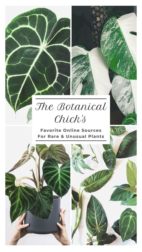 Looking for interesting plants but not sure where to start? Here is a list of my favorite online sources for rare and unusual plants! Rare Tropical Plants, Rare Indoor Plants, Rare Plants Houseplant, Rare House Plants, Vivarium Plants, Rare Houseplants, Wishlist Plants, Interesting Plants, Jewel Orchid