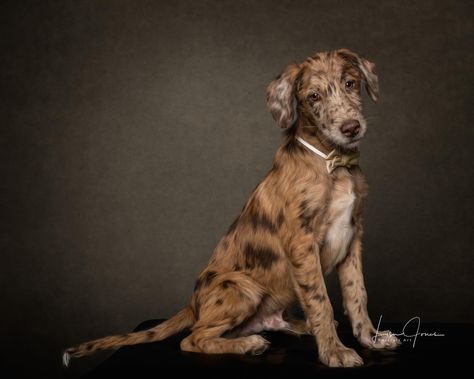 Adopt Pistol on Petfinder Dog Australian Shepherd, Types Of Pet Birds, Shepherd Mix Dog, Australian Shepherd Mix, Pet Guinea Pigs, Catahoula Leopard Dog, Catahoula Leopard, Leopard Dog, Dog Information