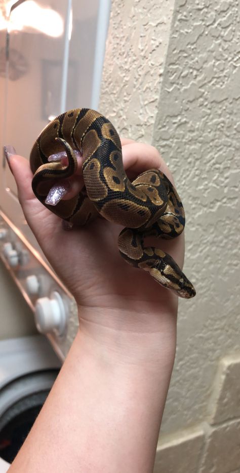 Salem 🖤 Classic Ball Python Snake Morphs, Adorable Snakes, Ball Python Snake, Python Snake, Cute Snake, Ball Python, Snakes, Python, Animals