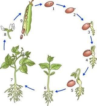 دورة حياة النبات, Plant Life Cycle Worksheet, Butterfly Life Cycle Activity, Cycle Drawing, Science Printables, Life Cycle Craft, Montessori Printables, Bean Plant, Plant Life Cycle