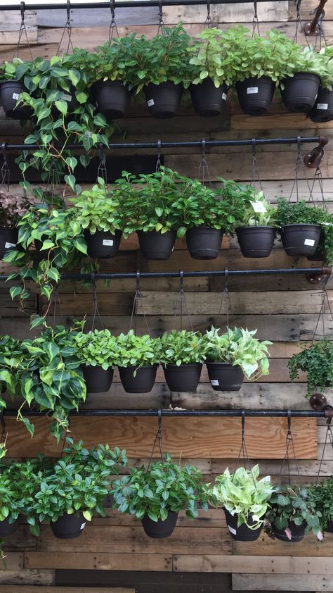 I need a farm house, this wood wall and all the plants hanging on piping. Found @homedepot Hanging Flower Pots On Wall, Test Tube Plant Wall, Hanging Wall Planters Brick, Hanging Plant Mug, Plant Wall Pots & Planters, Diy Plant Hanger, Diy Plants, Plant Lady, Green Wall