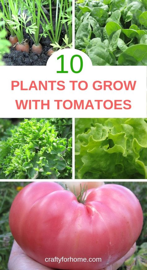 Best Plants To Grow Together, What To Grow With Tomatoes Companion Planting, What To Plant Next To Tomatoes, Companion Planting With Tomatoes, What To Grow With Tomatoes, Plant Tomatoes In Garden, Flowers To Plant With Tomatoes, Tomato Plant Companion, Tomato Guild