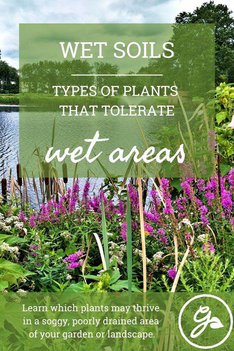 Although very few plants grow in wet areas, you can learn which plants like wet feet. Some moisture loving plants thrive in standing water and others tolerate soggy, poorly drained areas of your garden. Read more about these plants here. Water Tolerant Plants, Marsh Plants Landscapes, Plants For Waterlogged Soil, Plants That Like A Lot Of Water, Plants For Soggy Areas, Plants That Need A Lot Of Water, Plants For Water Gardens, Plants That Like Wet Feet Perennials, Plants That Grow In Water Outdoors