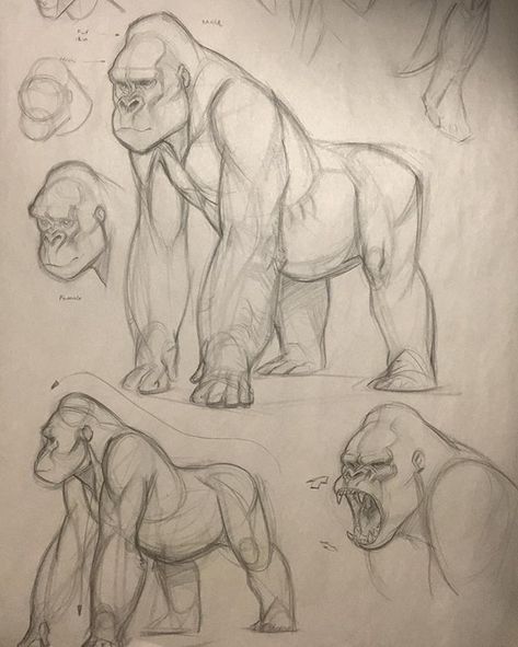 Gorilla Sketch, Gorillas Art, Pencil Drawings Of Animals, Animal Drawings Sketches, Výtvarné Reference, Animal Study, Creature Drawings, Anatomy Drawing, Arte Sketchbook